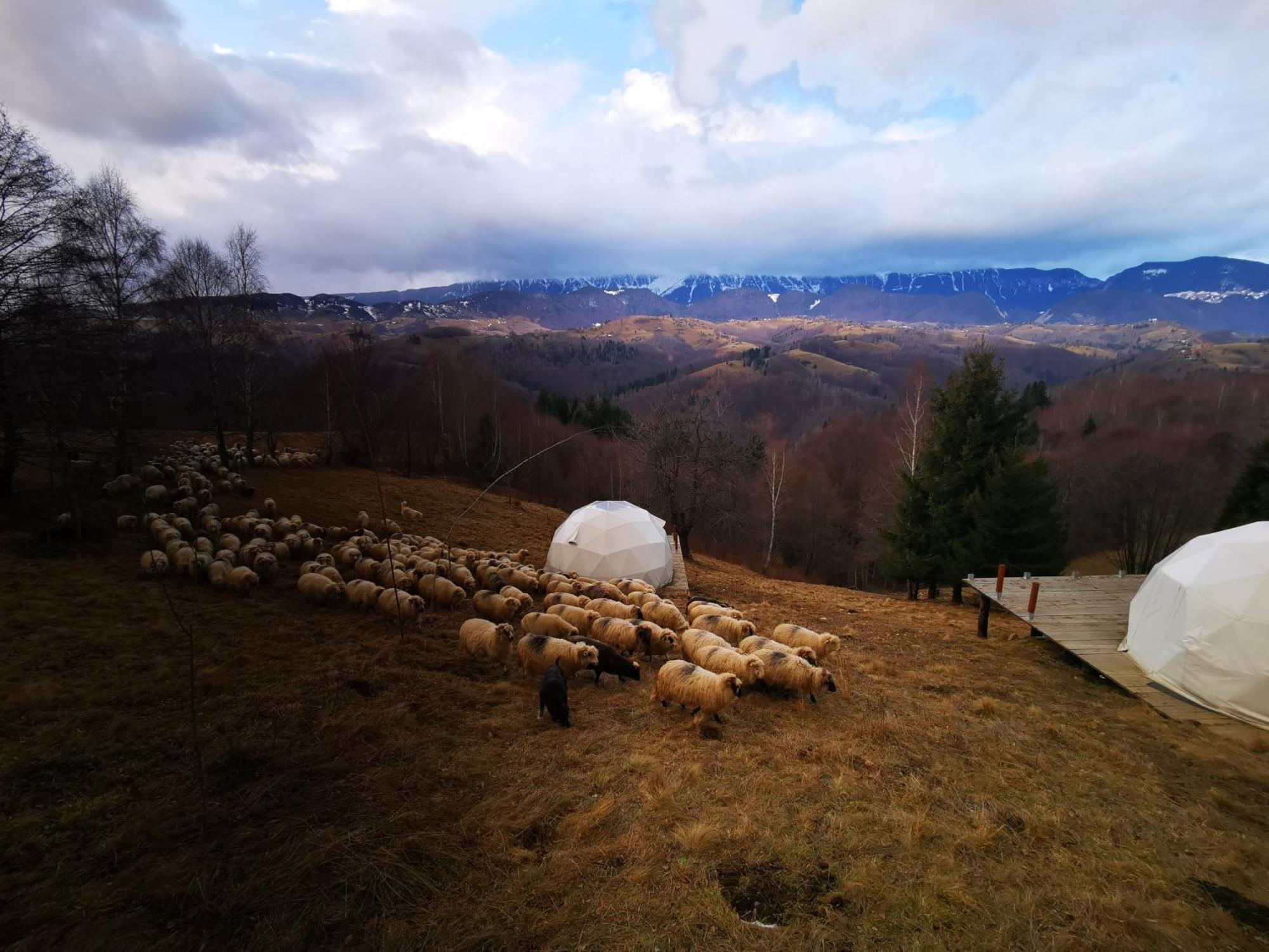 Glamping Zazen Hotel Drumu Carului Екстериор снимка