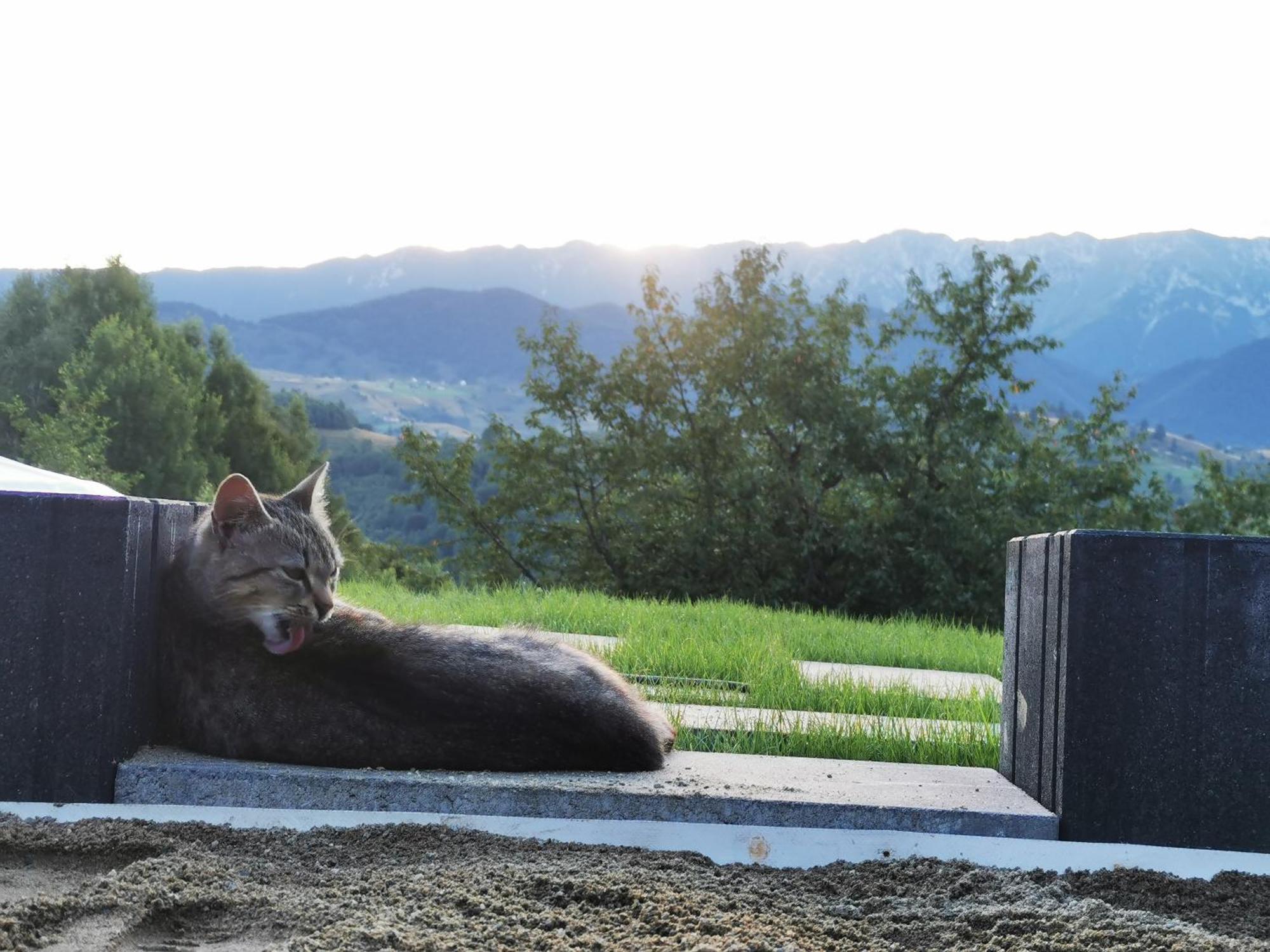 Glamping Zazen Hotel Drumu Carului Екстериор снимка